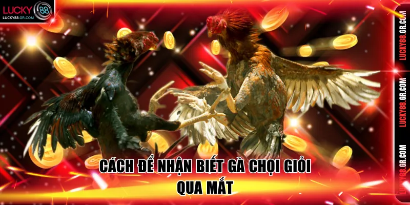 Cách để nhận biết gà chọi giỏi qua mắt