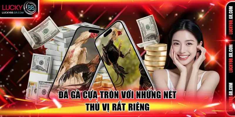 Đá gà cựa tròn với những nét thú vị rất riêng